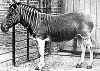 A female quagga in a London Zoo in 1870. Source: http://en.wikipedia.org