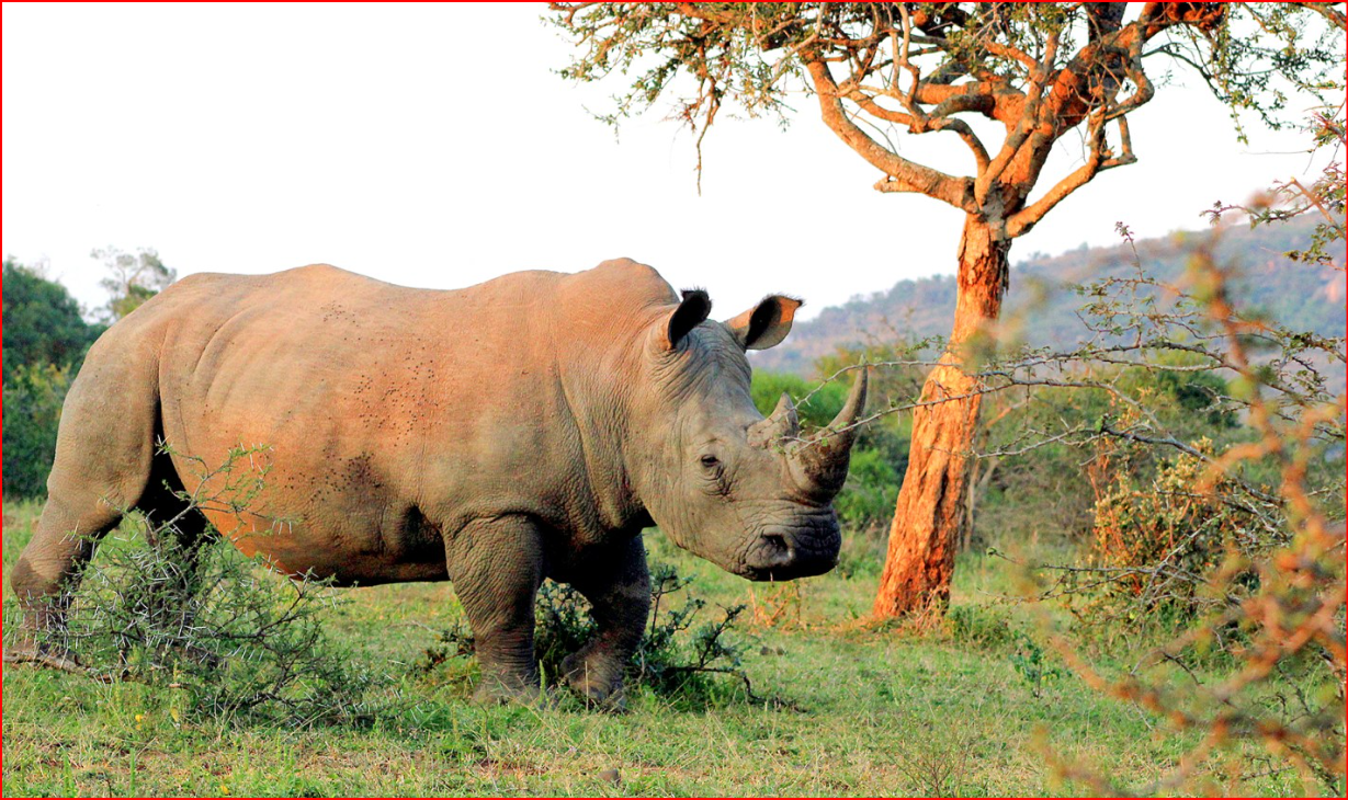 https://i0.wp.com/www.dailymaverick.co.za/wp-content/uploads/2025/10/rhino-blood-1-pic-tony-carnie.jpg?w=1440&quality=89&ssl=1