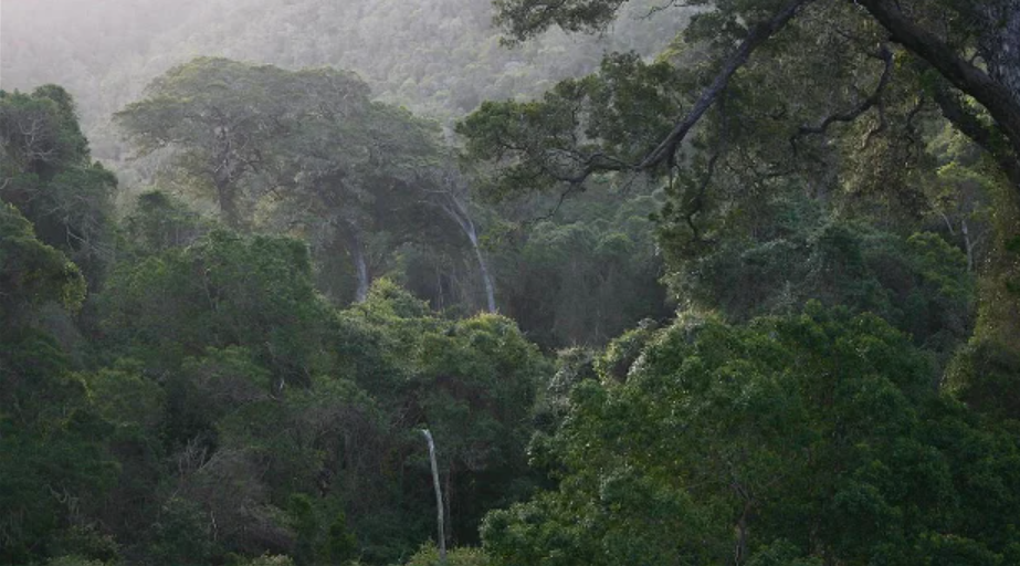 https://b-cdn.springnest.com/media/img/hl/knysna_forest_androstachys_public_domain2b81d89.jpg?crop=1200%2C666%2C0%2C45&width=620