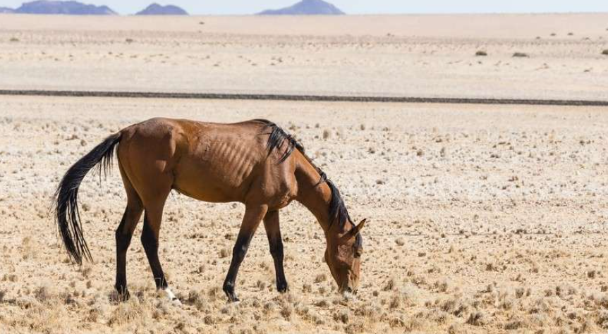 https://www.africanbudgetsafaris.com/images/abs-destinations/1626/namib_desert_horse_namibia_naukluft_park__800w.jpg