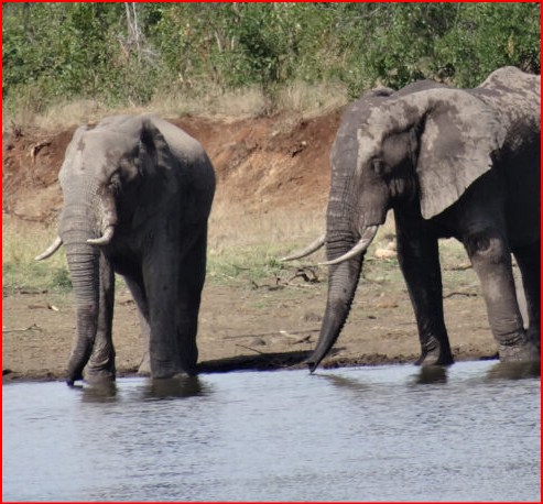 https://www.sanparks.org/wp-content/uploads/2018/03/Elephant-bulls-cooling-down-at-the-Shitlhave-dam.-May-2016-1-500x500.jpg