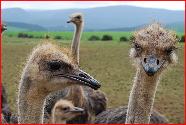 https://www.karoo-southafrica.com/wp-content/uploads/2018/03/KK5.jpg