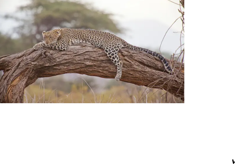https://media-cache.primedia-service.com/media/mm3pyl1v/leopard-163035.jpg?width=640&height=360&v=1dc548824c75180&format=webp