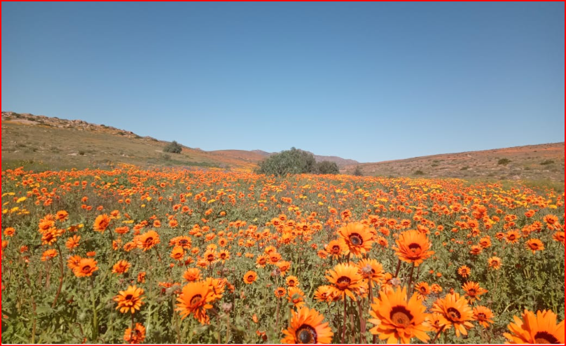 https://www.goodthingsguy.com/wp-content/uploads/2025/07/namaqua-park-flowers.jpeg