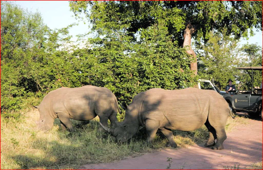 https://i0.wp.com/www.dailymaverick.co.za/wp-content/uploads/2025/06/white-rhino-encounter-6_edited-1-scaled.jpg?w=1440&quality=89&ssl=1