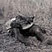 Two policemen are killed in poll tax resistance