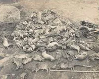 Three cases of Buboinic plague are reported in Cape Town