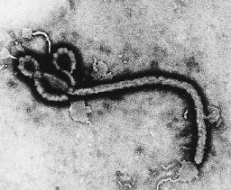 Health officials launch an intensive campaign to find the origins of an outbreak of Ebola fever in Uganda.
