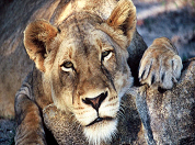 South Africa and Mozambique begin discussions which lead to the creation of a cross-border conservation park