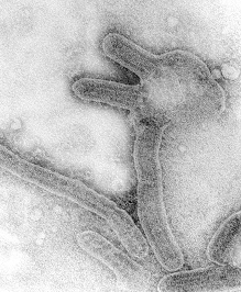 Scientists identify Green Monkey disease as responsible for more than 300 deaths in Northern Zaire and the Sudan