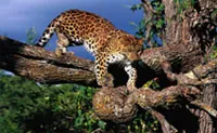 Charles Swart, a student ranger from Mangosuthu Technical College, is killed by a leopard