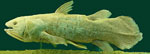 Prof. James Smith, who identified the first coelacanth found in South Africa, is born