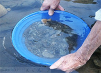 SA’s gold-panning team returns victorious from the World Gold Panning Championships held in Slovakia