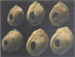 Early jewellery, a set of shell beads estimated to be 75 000 years old, is discovered in South Africa