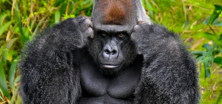 Max the gorilla is shot