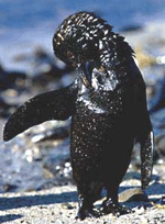 SA signs multilateral treaty on the civil liability for oil pollution damage