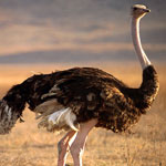 Bird flu outbreak is declared over, thousands of birds were killed to prevent the spreading of the disease