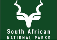 Seven impalas are trapped in a camp and viciously beaten to death at Skukuza, Kruger National Park