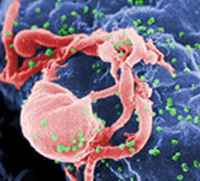 A UN report estimates the number of people who have HIV/AIDS in Africa at 50,000