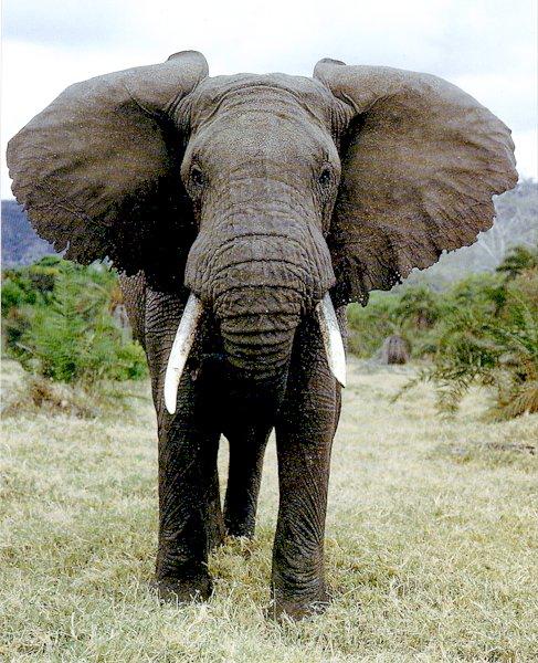 London hosts an international conference on the protection of the African elephant and rhinoceros