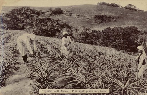 The first pineapples are planted in South Africa