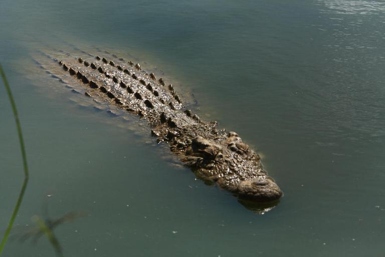 Mannetjies Coetzer is killed by a crocodile in the Kunene River
