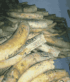 1700-ivory-trafficking.gif