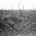 Delville_Wood_1916.jpg