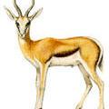 National animal.jpg