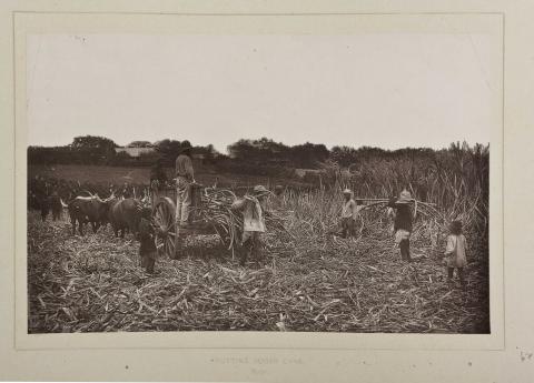 Cutting sugar cane in Natal circa 1888