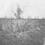 delville-wood-battlefield-t.jpg