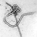ebola_zaire.jpg