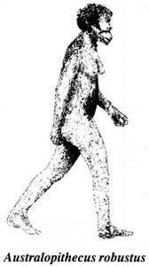 evolution-robustus.jpg