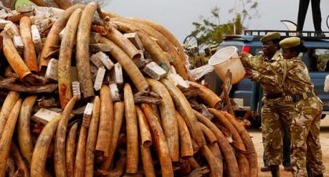  Kenyan security officials ready a batch of poached ivory