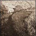 pathway.jpg