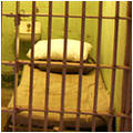 prison_cell-142px.jpg