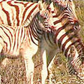 quagga.jpg
