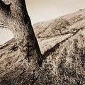 treeangle.jpg