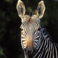 zebra.jpg