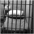 Four political detainees escape from Pretoria Central prison in one of the most dramatic escapes in SA history