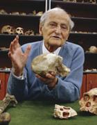 Professor Emeritus Phillip  Tobias