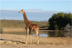 a Giraffe By One of The Water-Pans in Borakalalo National park