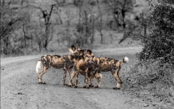 wild dog in the reserve