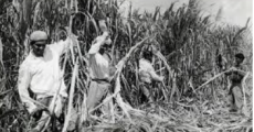 Indentured labourers working on a sugar cane field