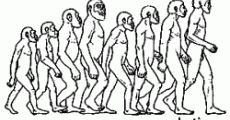 Early hominid discoveries in South Africa and East Africa