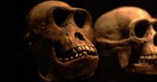 Human evolution