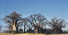 568px-botswana_nxai_pan_np_baynes_baobabs.jpg