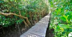 www.kznwildlife.com/beachwood-mangrove-overview.html