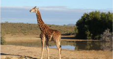 a Giraffe By One of The Water-Pans in Borakalalo National park