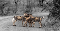 wild dog in the reserve